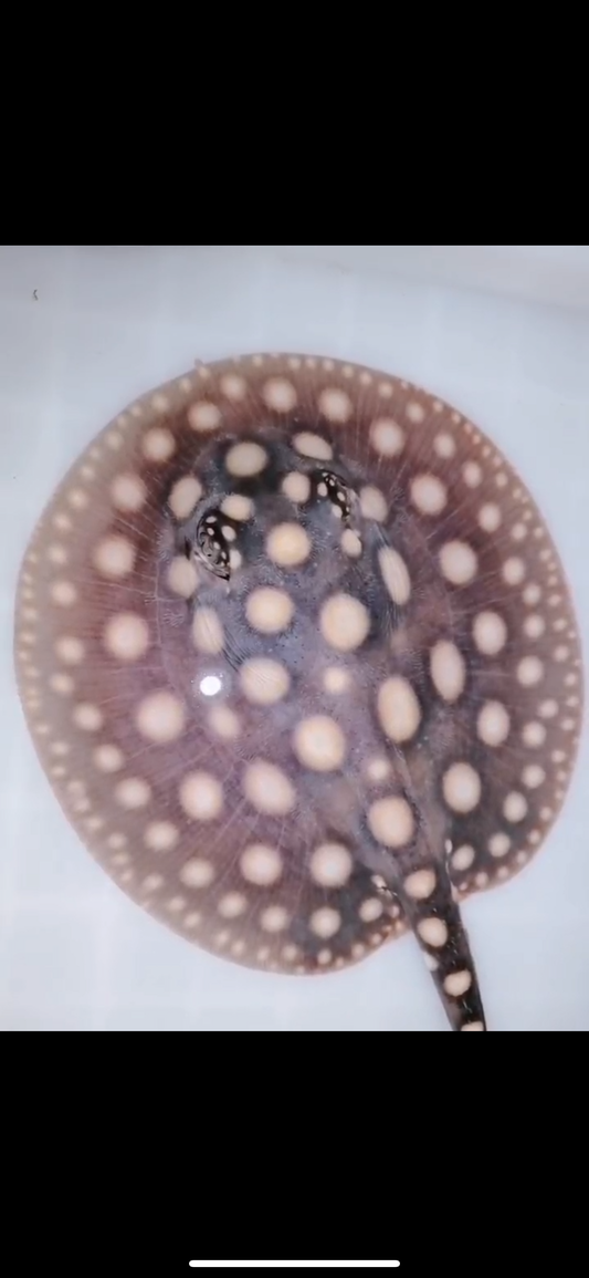 Freshwater stingray black diamond female 5inch
