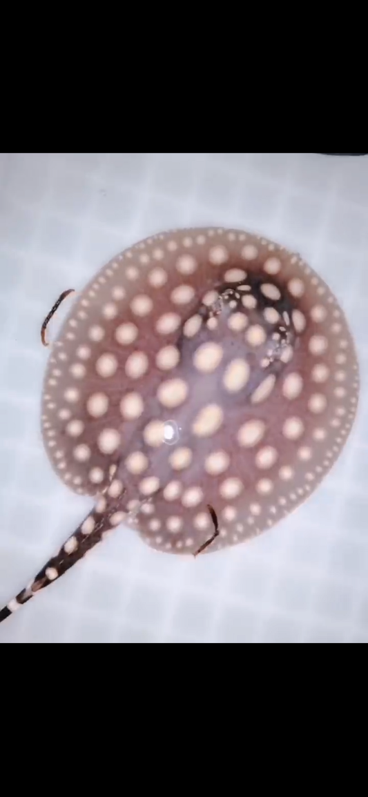 Freshwater stingray black diamond female 5inch