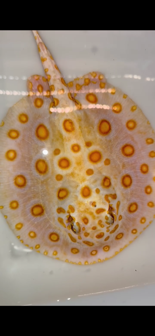 Freshwater stingray black diamond hybrid albino female 7inch