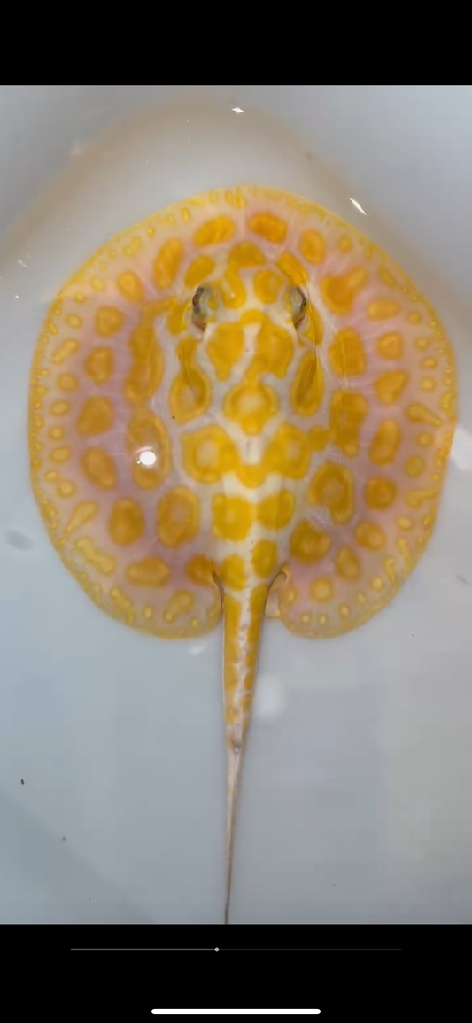 Goldenbase King henlei  albino Hybrid male