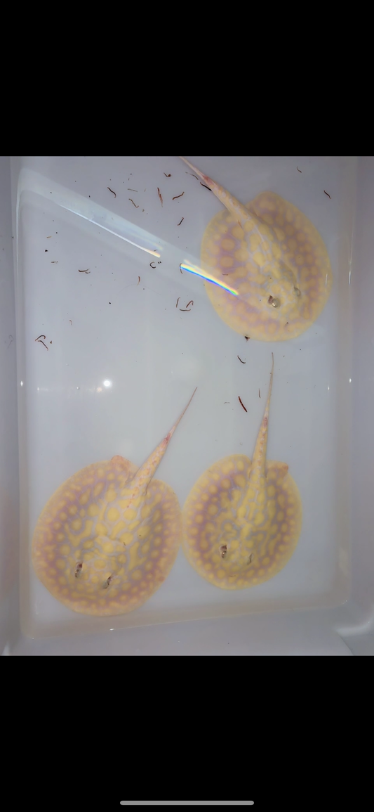 Freshwater stingray black diamond hybrid trio 2 female 1 male 7inch