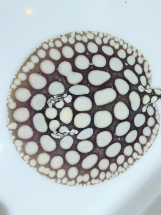 Freshwater Stingray NanShen/Male God Black Diamond Male