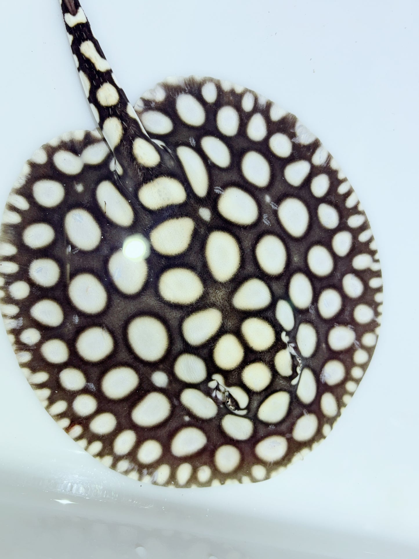 Freshwater Stingray NanShen/Male God Black Diamond Female