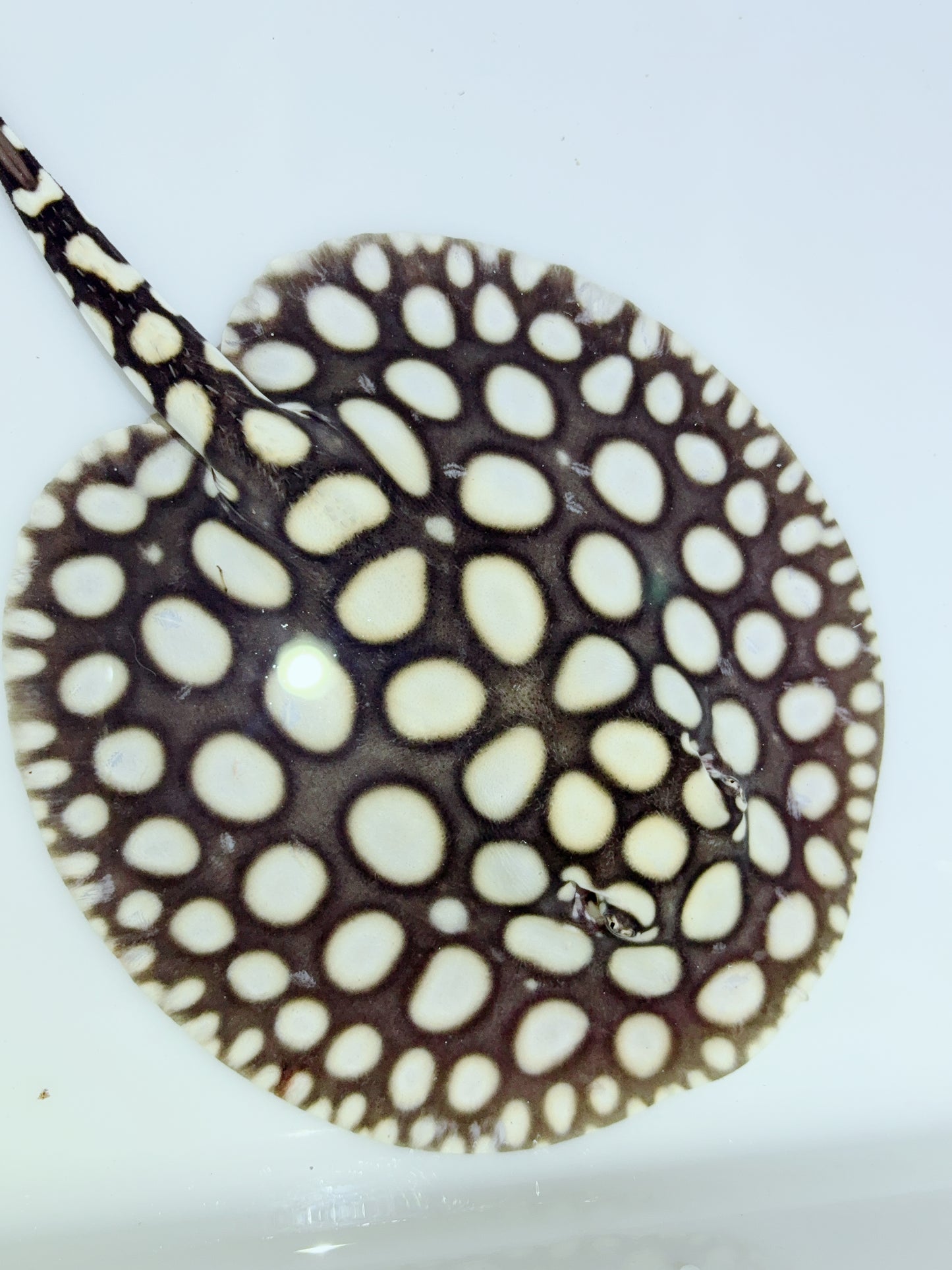 Freshwater Stingray NanShen/Male God Black Diamond Female