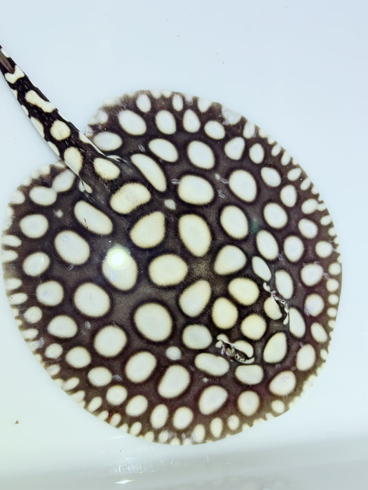 Freshwater Stingray NanShen/Male God Black Diamond Female