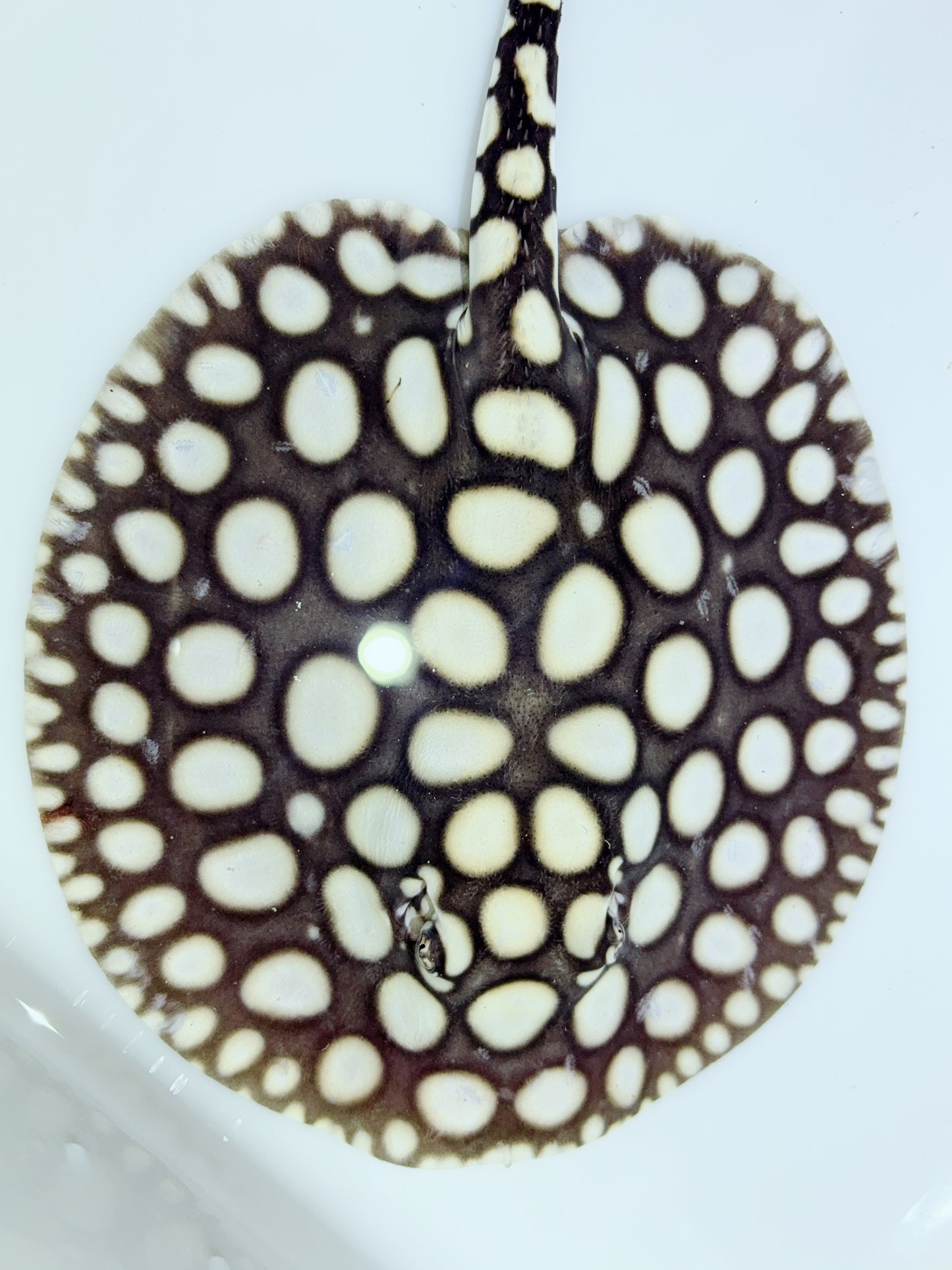 Freshwater Stingray NanShen/Male God Black Diamond Female