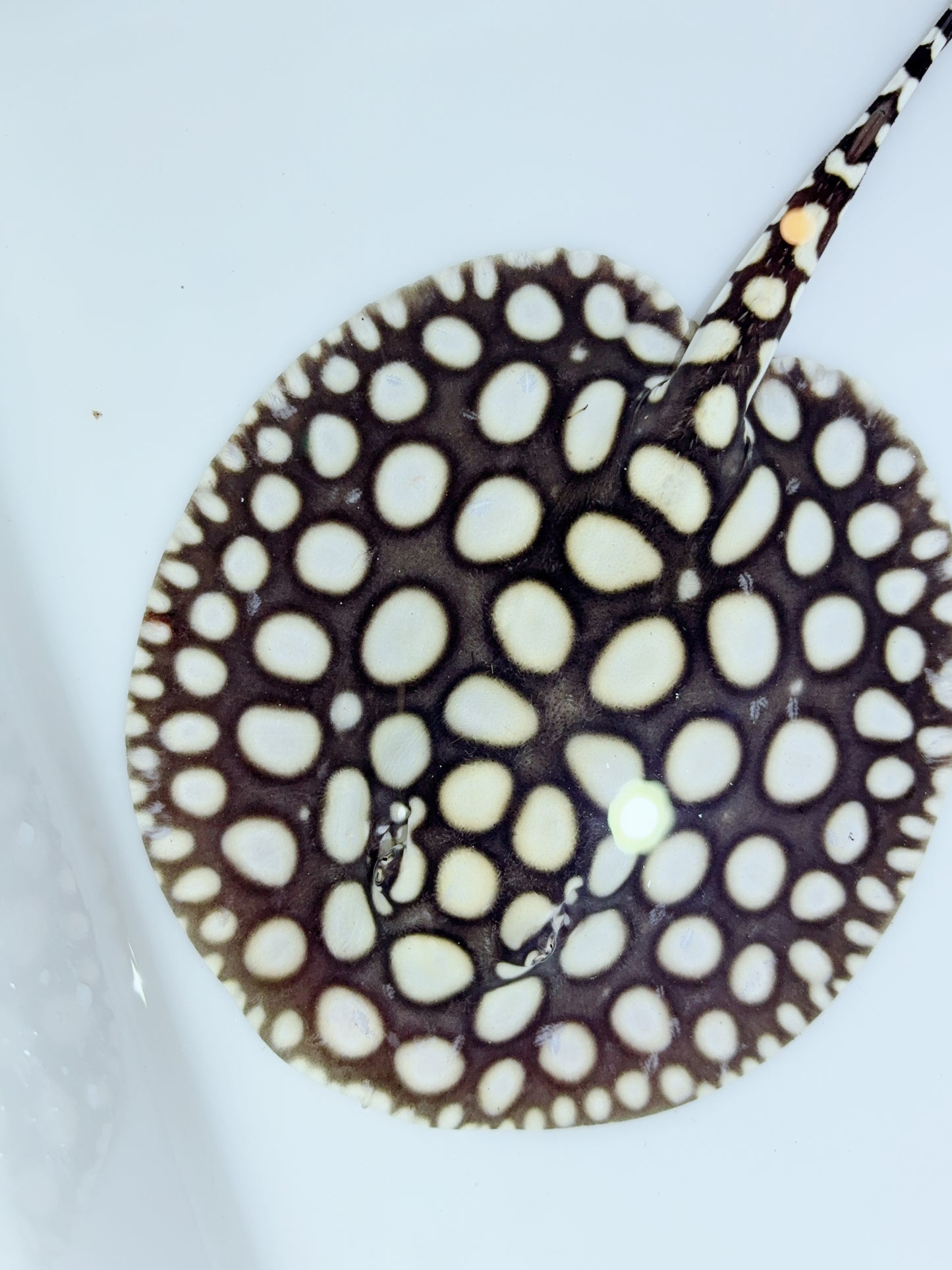 Freshwater Stingray NanShen/Male God Black Diamond Female