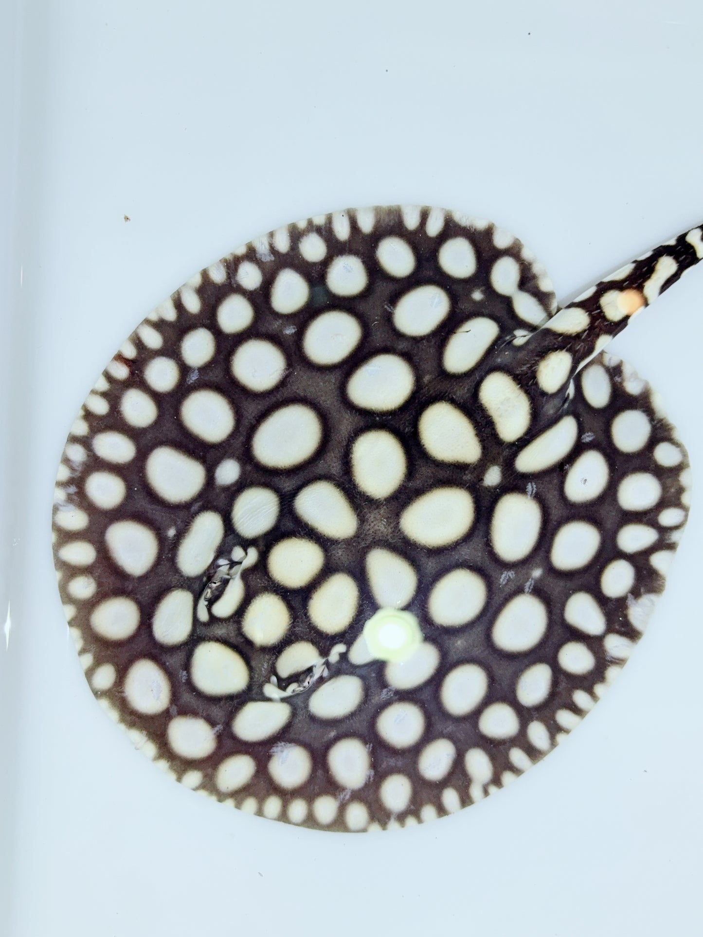 Freshwater Stingray NanShen/Male God Black Diamond Female