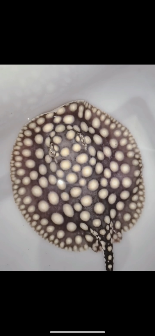 Freshwater stingray p14 male 6inch