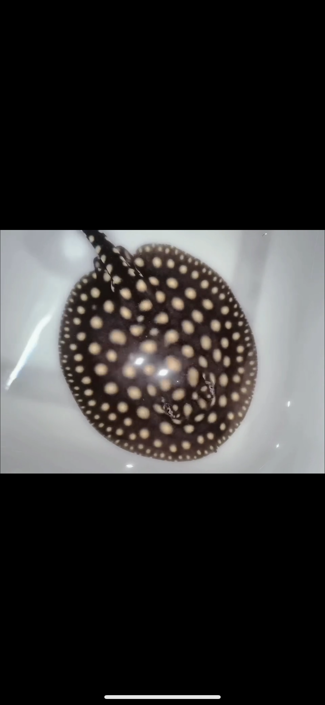 Freshwater stingray p14 male 5inch