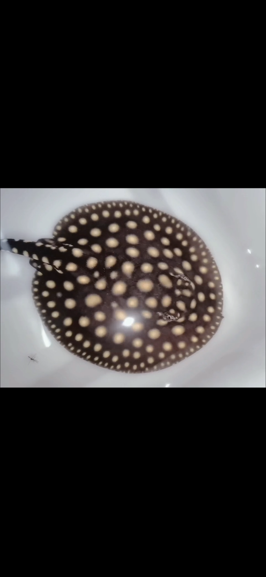 Freshwater stingray p14 male 5inch