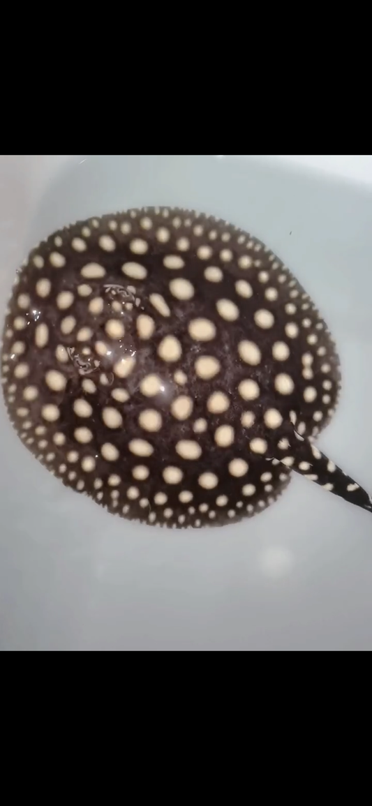 Freshwater stingray p14 female 5inch