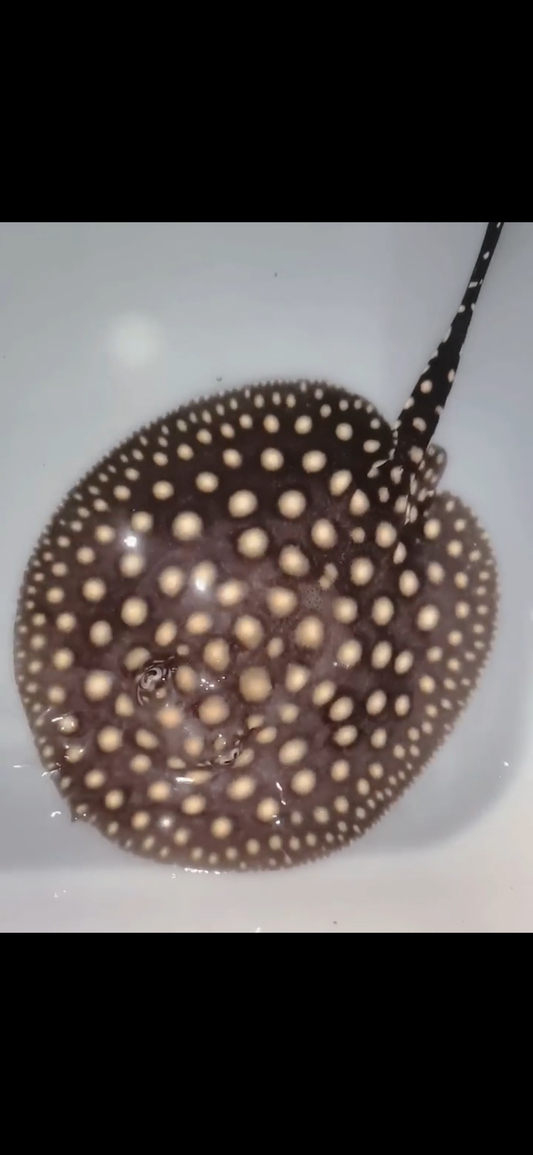 Freshwater stingray p14 female 5inch
