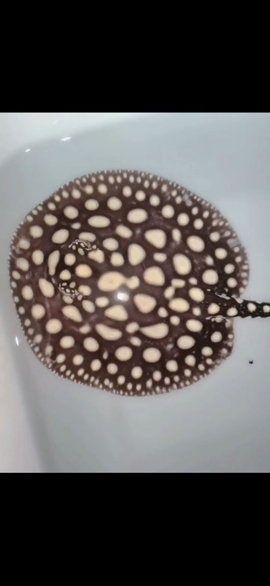Freshwater stingray black diamond male female