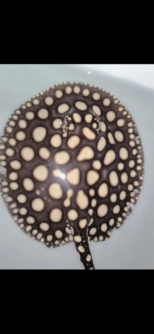 Freshwater stingray black diamond female 7inch