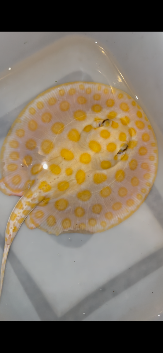 Freshwater stingray black diamond hybrid male 7inch