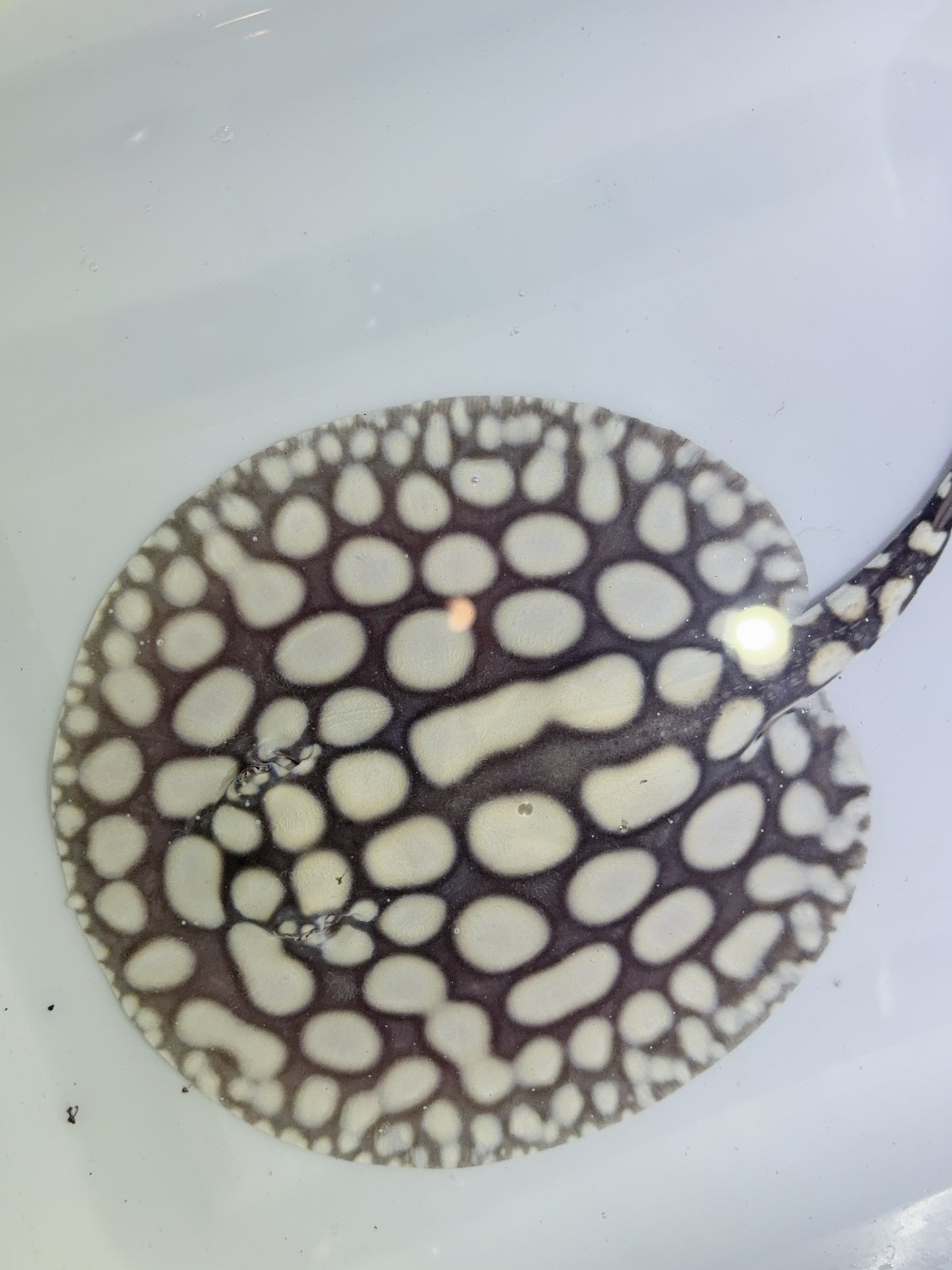 Freshwater Stingray NanShen/Male God Black Diamond Male