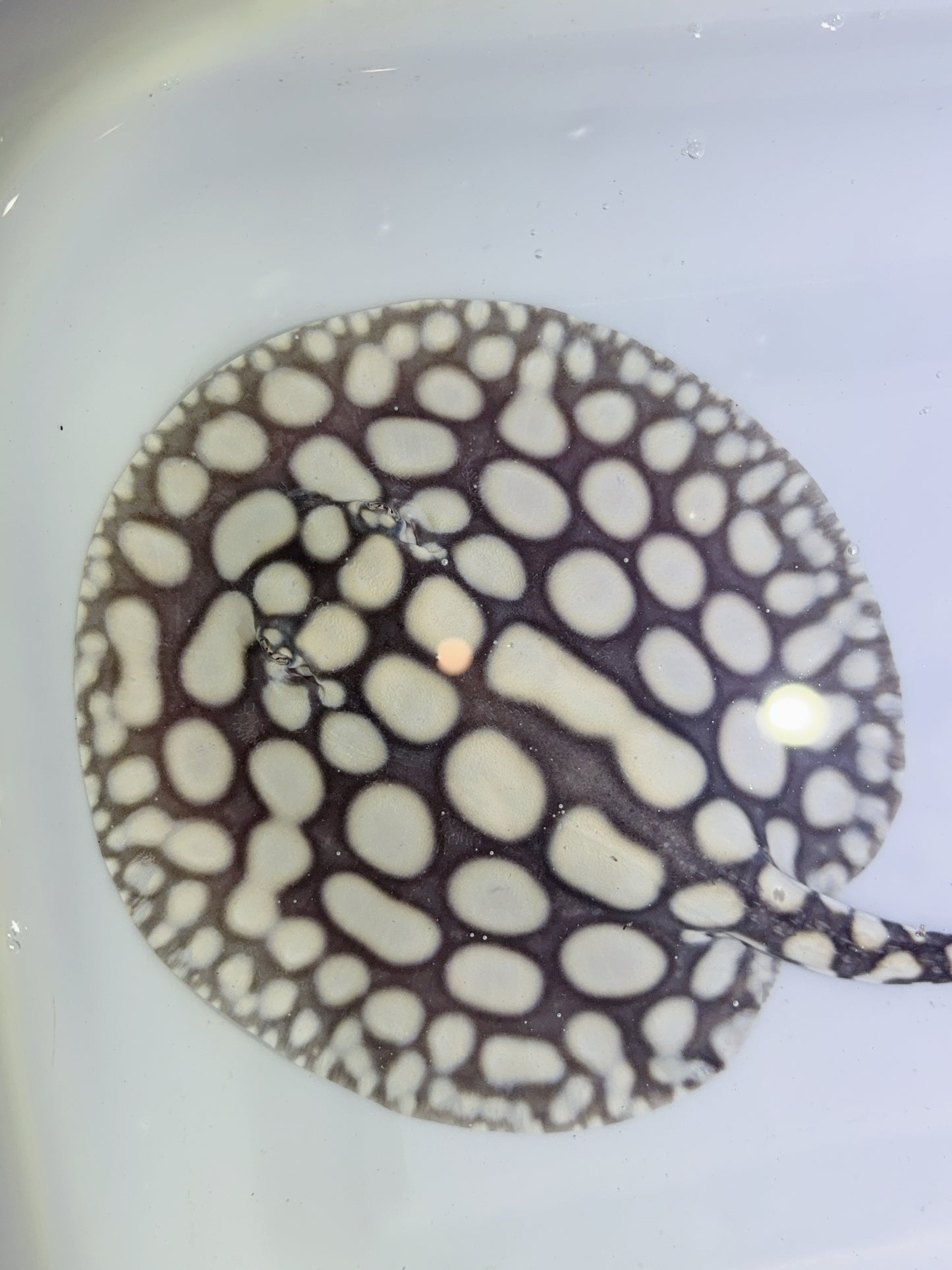 Freshwater Stingray NanShen/Male God Black Diamond Male