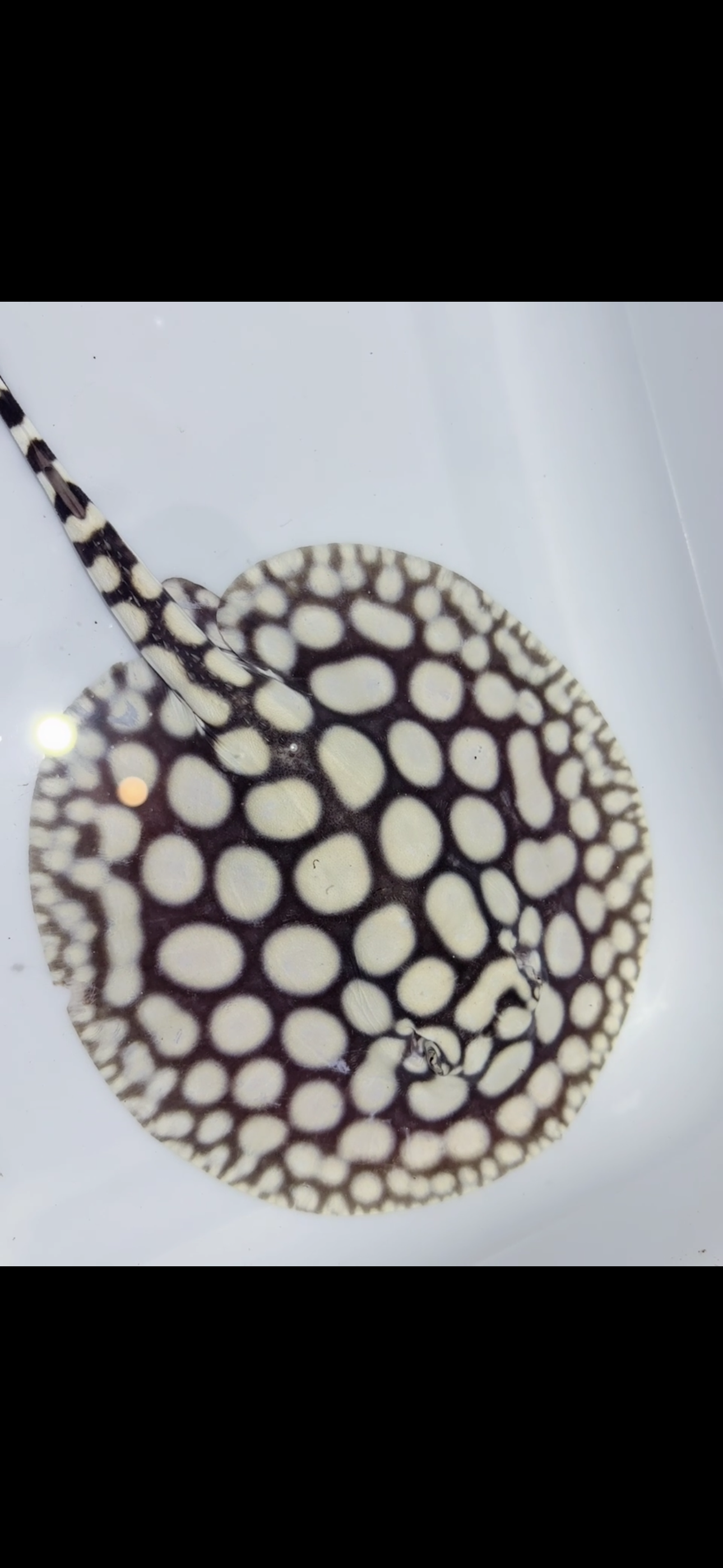 Freshwater Stingray NanShen/Male God Black Diamond Male