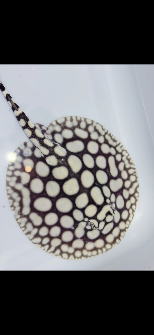 Freshwater Stingray NanShen/Male God Black Diamond Male