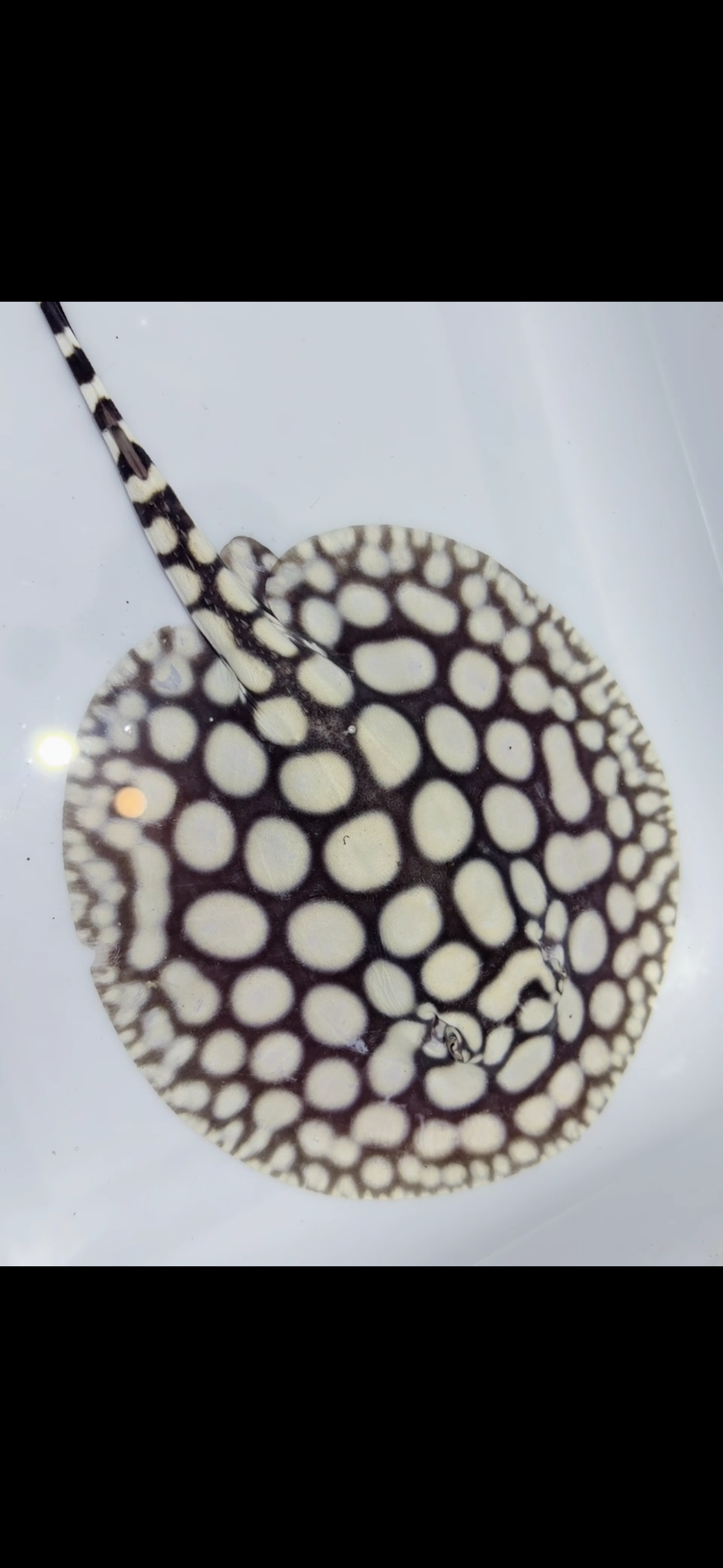 Freshwater Stingray NanShen/Male God Black Diamond Male