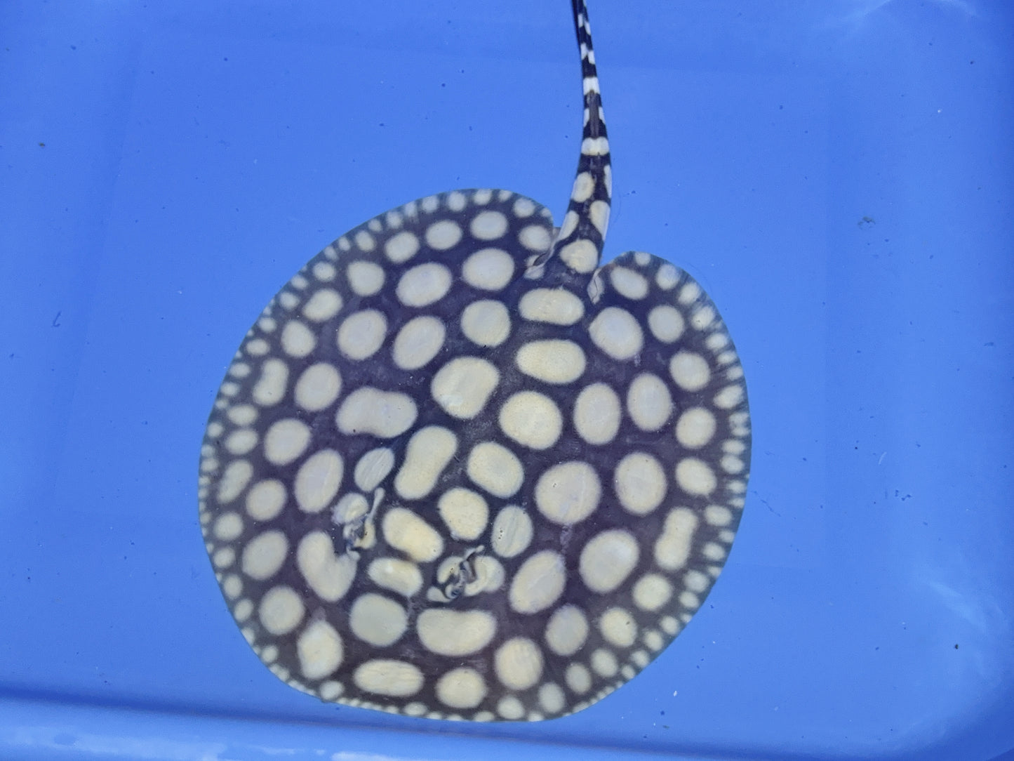 Freshwater Stingray NanShen/Male God Black Diamond Male