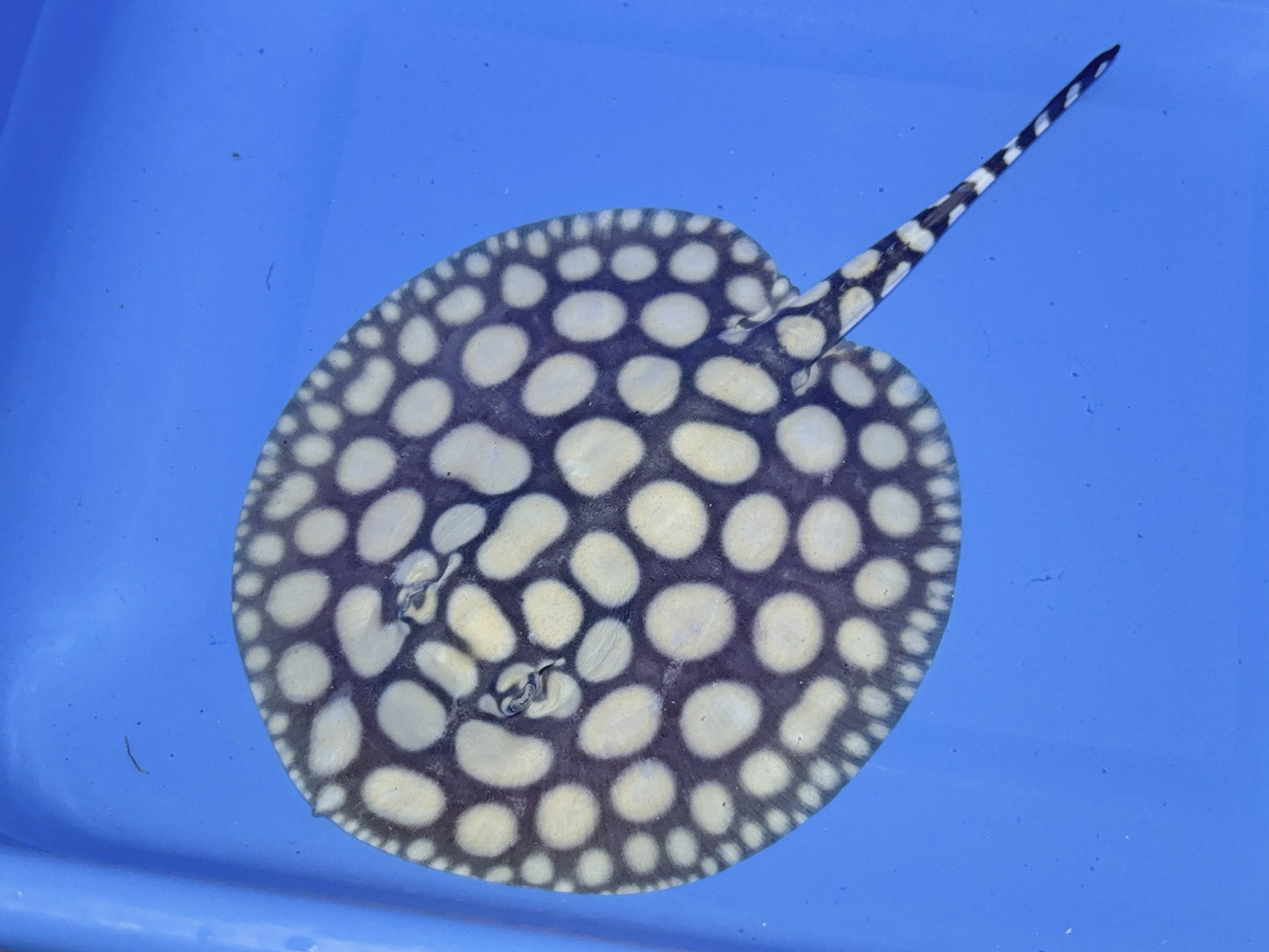 Freshwater Stingray NanShen/Male God Black Diamond Male