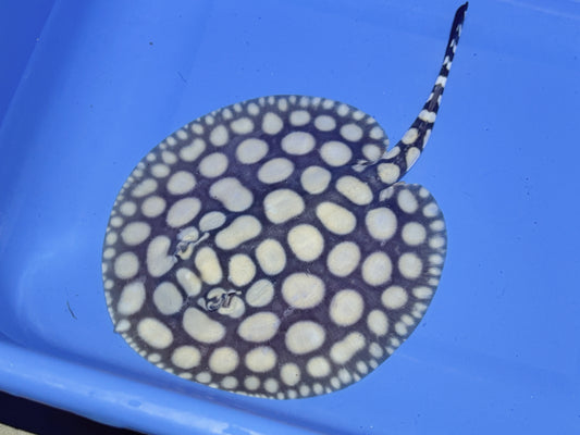 Freshwater Stingray NanShen/Male God Black Diamond Male