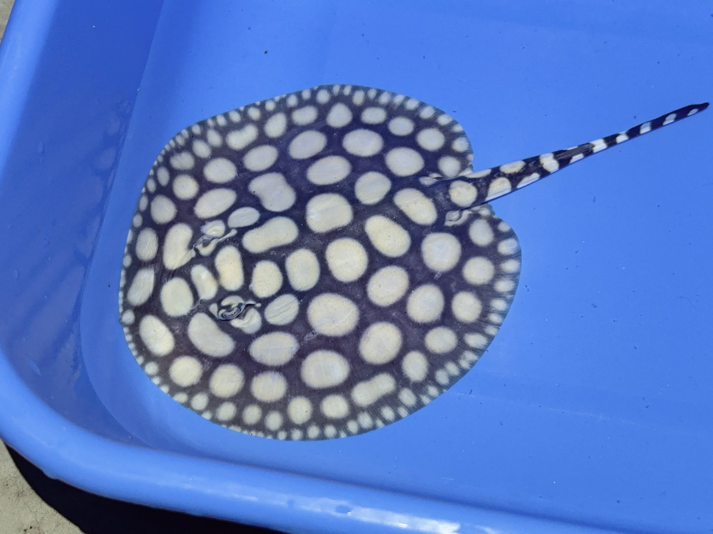 Freshwater Stingray NanShen/Male God Black Diamond Male