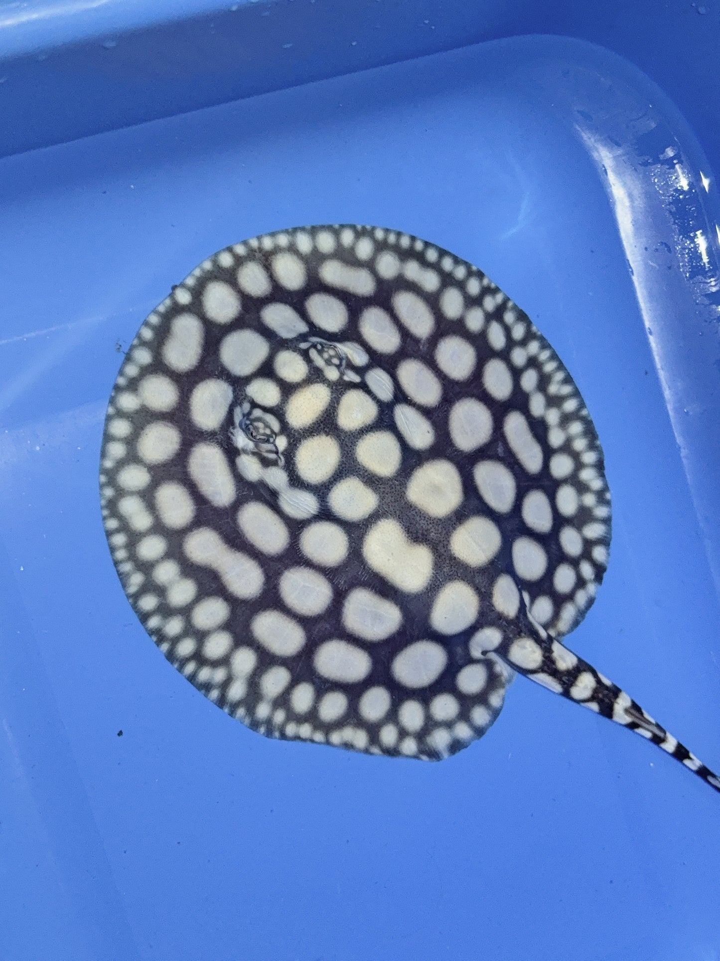 Freshwater Stingray NanShen/Male God Black Diamond Female