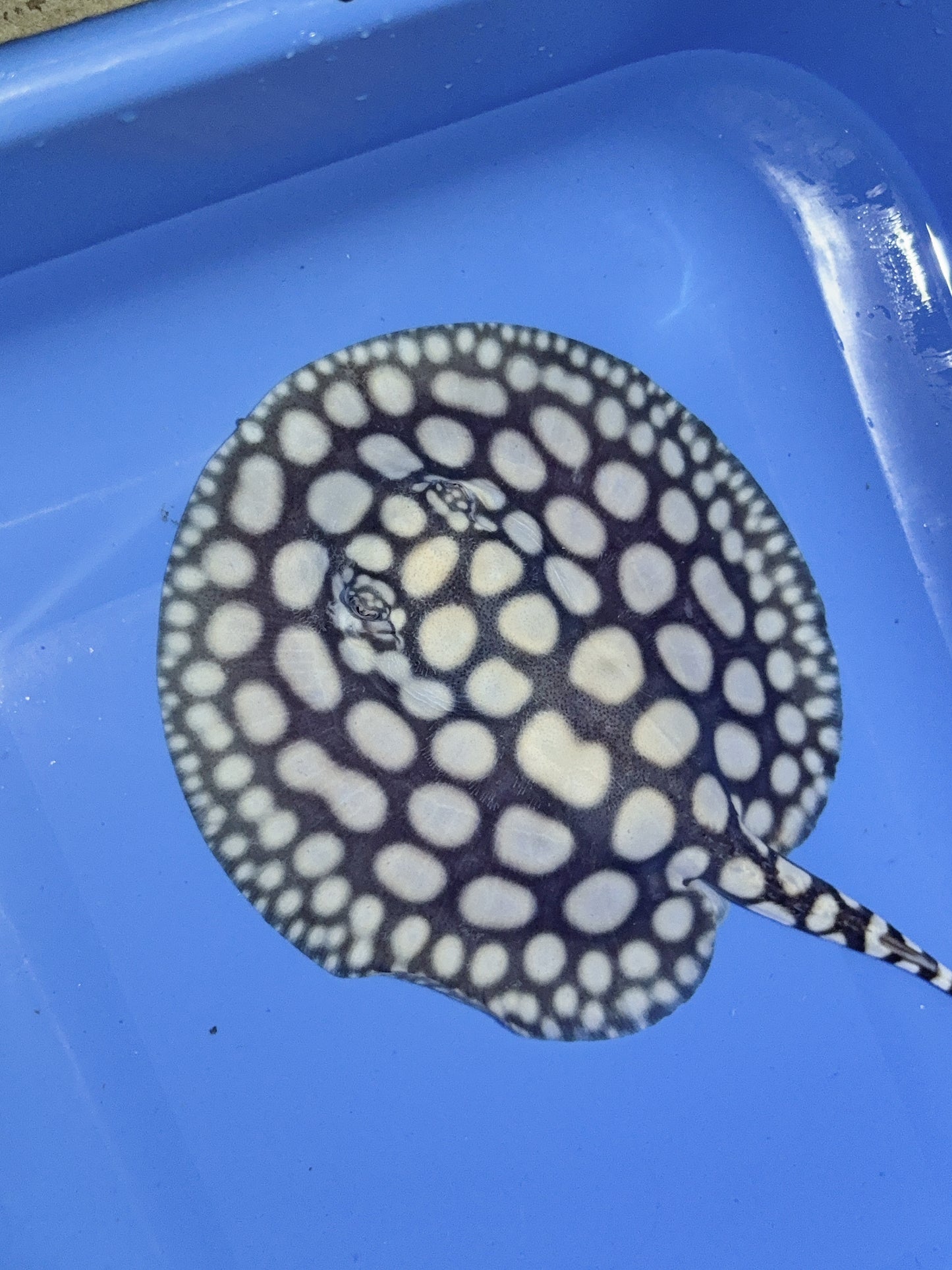 Freshwater Stingray NanShen/Male God Black Diamond Female