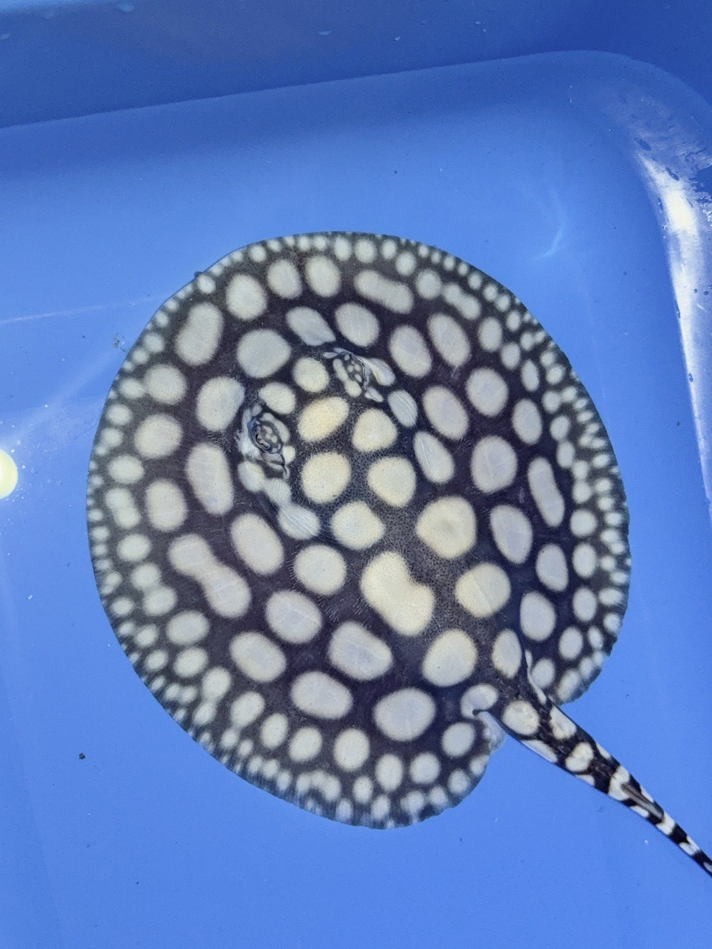 Freshwater Stingray NanShen/Male God Black Diamond Female