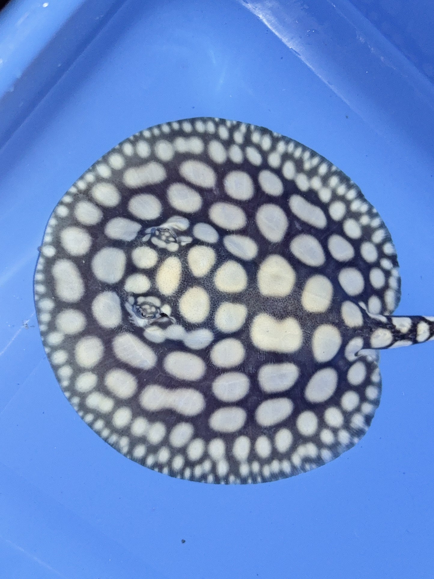 Freshwater Stingray NanShen/Male God Black Diamond Female