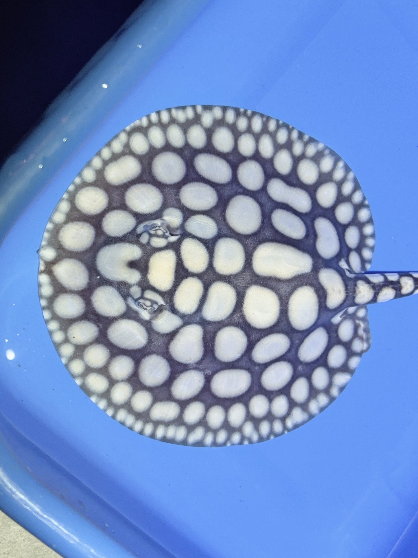 Freshwater Stingray NanShen/Male God Black Diamond Male