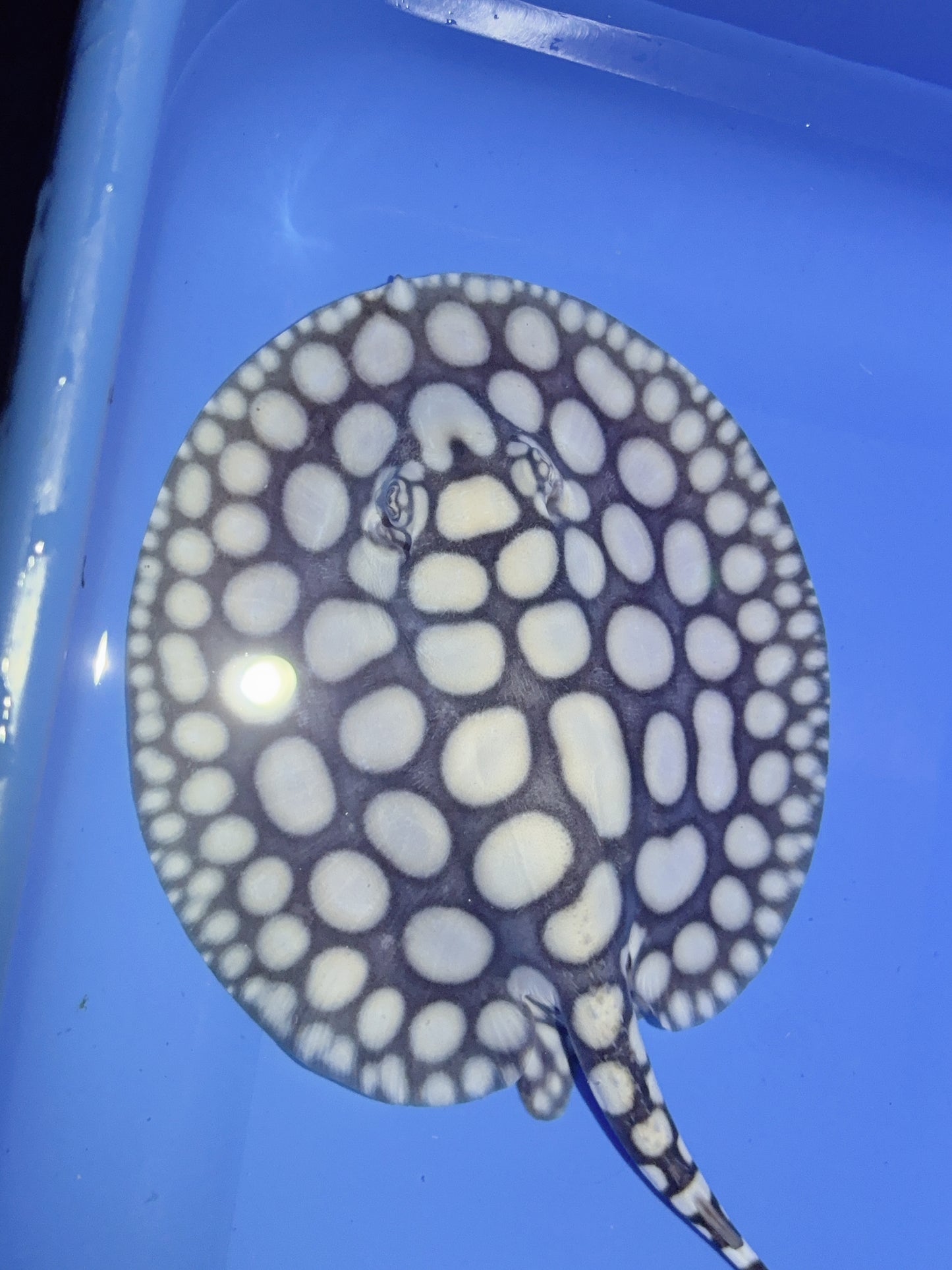 Freshwater Stingray NanShen/Male God Black Diamond Male