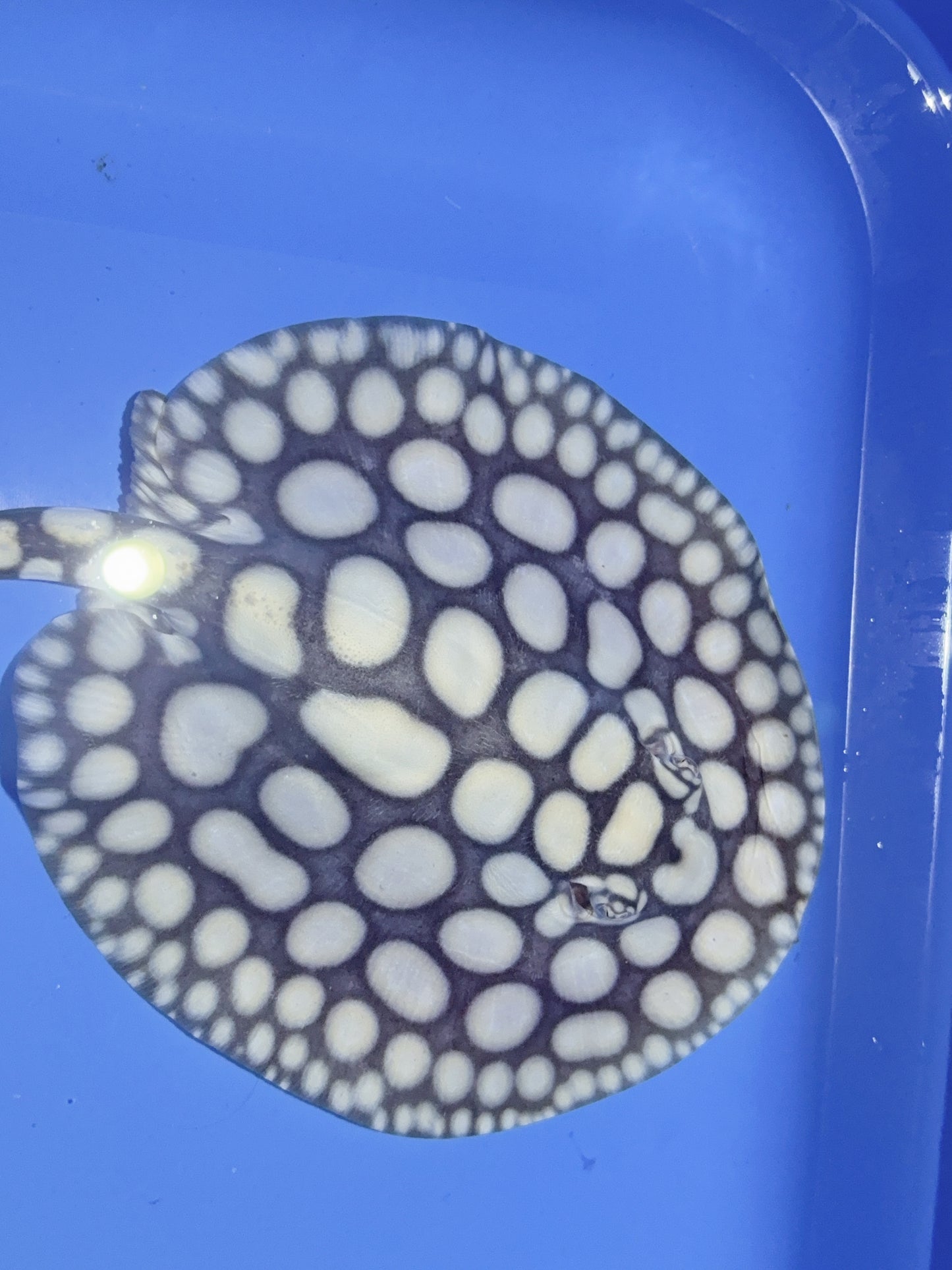 Freshwater Stingray NanShen/Male God Black Diamond Male