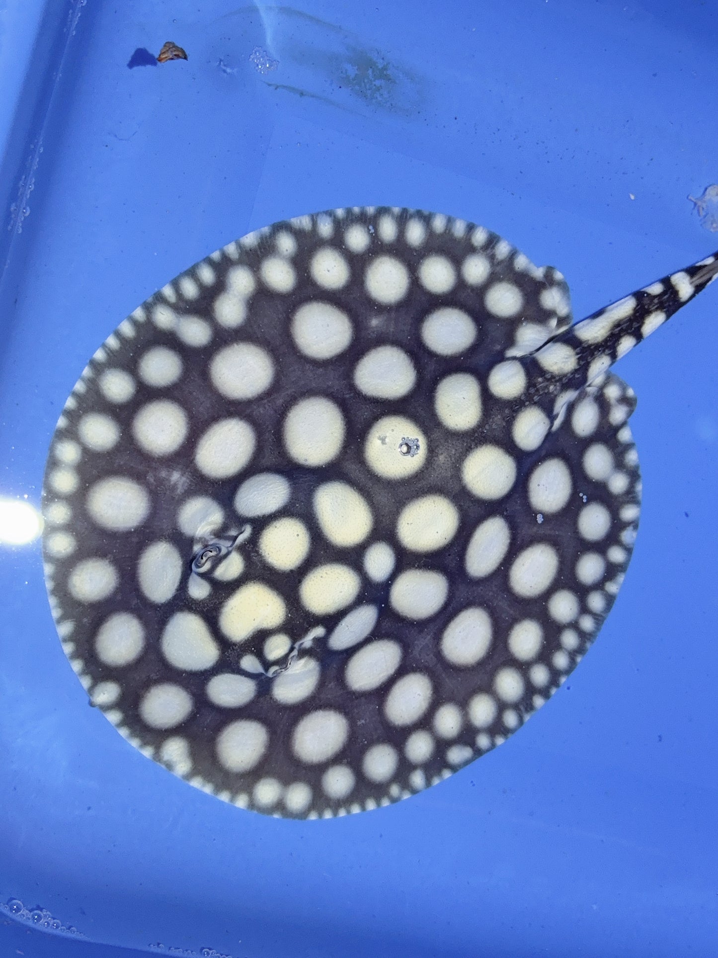 Freshwater Stingray NanShen/Male God Black Diamond Female