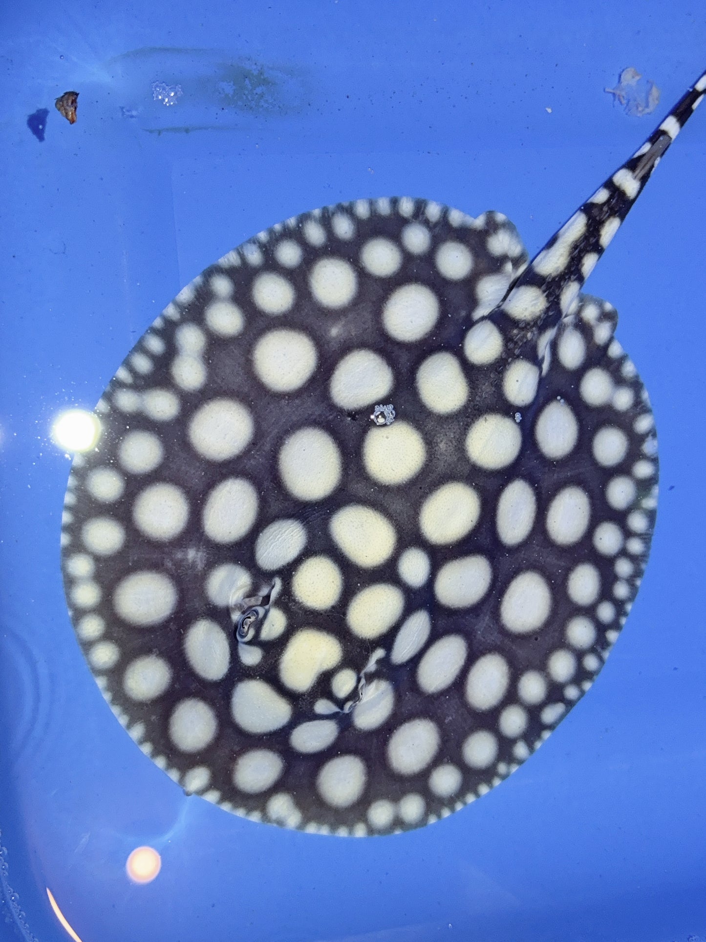 Freshwater Stingray NanShen/Male God Black Diamond Female