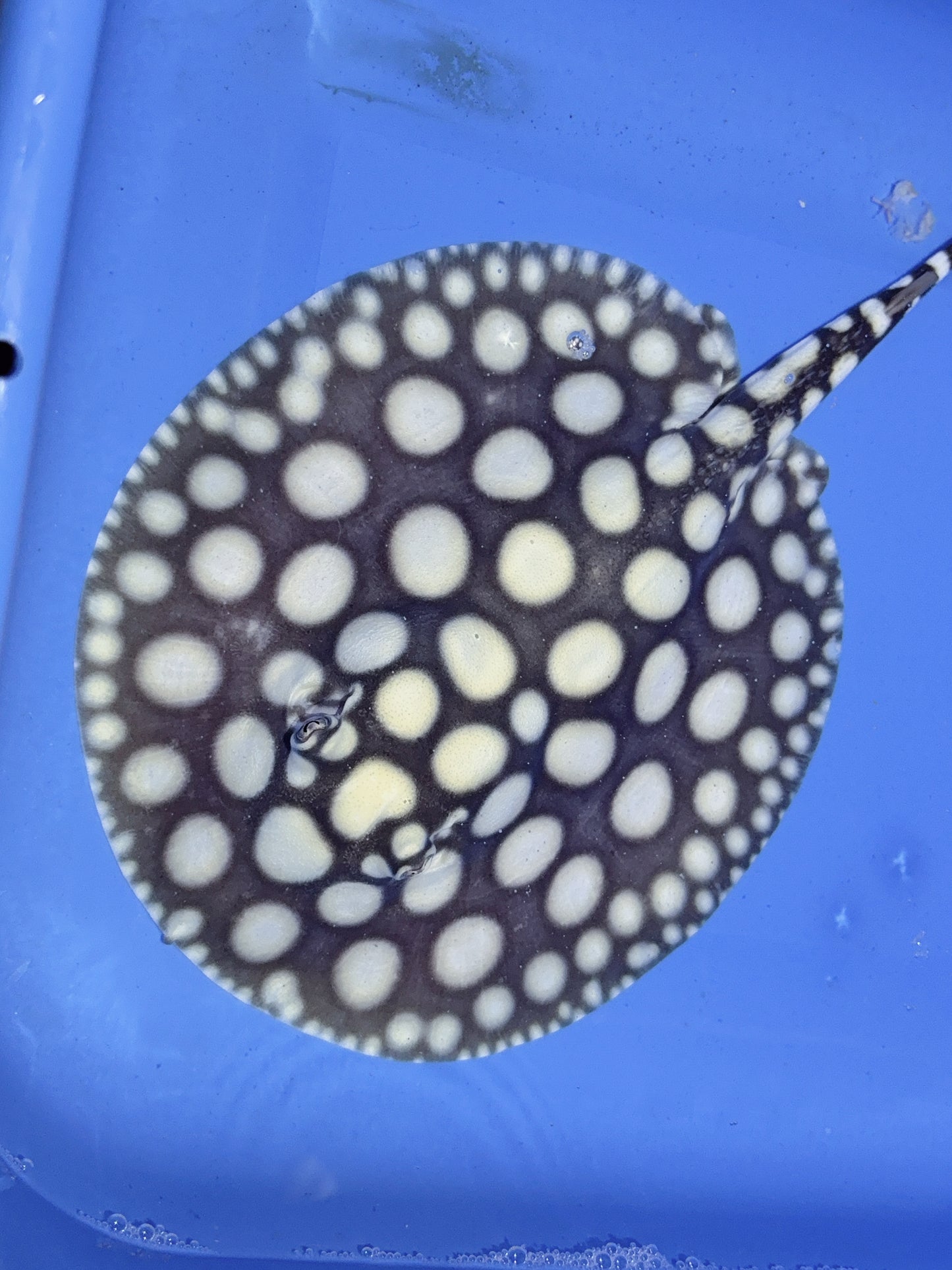 Freshwater Stingray NanShen/Male God Black Diamond Female