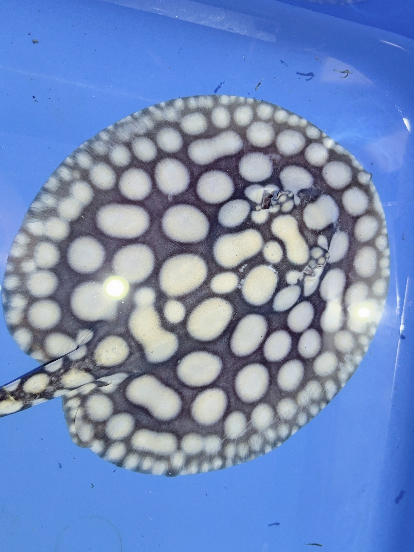Freshwater Stingray NanShen/Male God Black Diamond Male