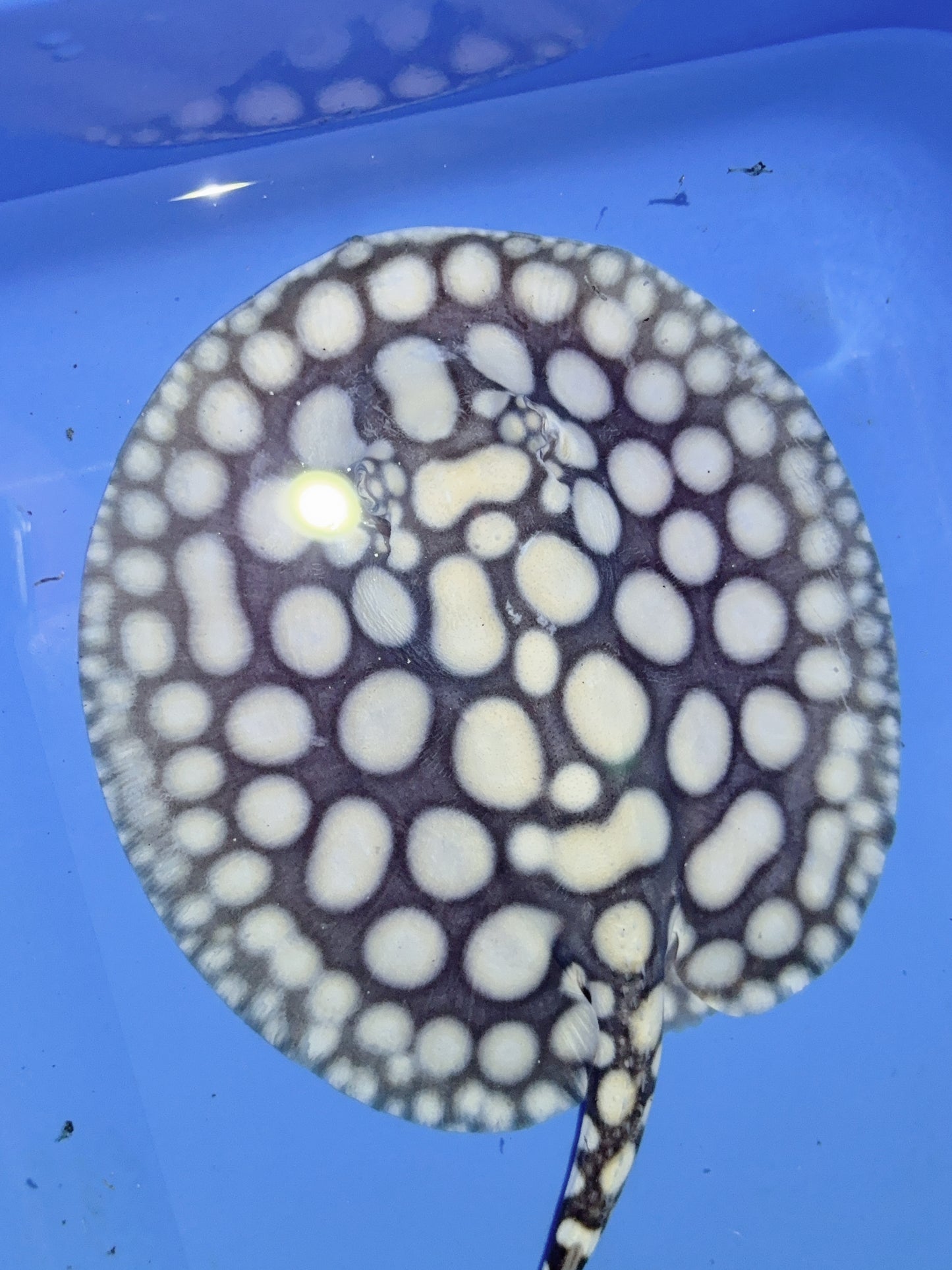 Freshwater Stingray NanShen/Male God Black Diamond Male