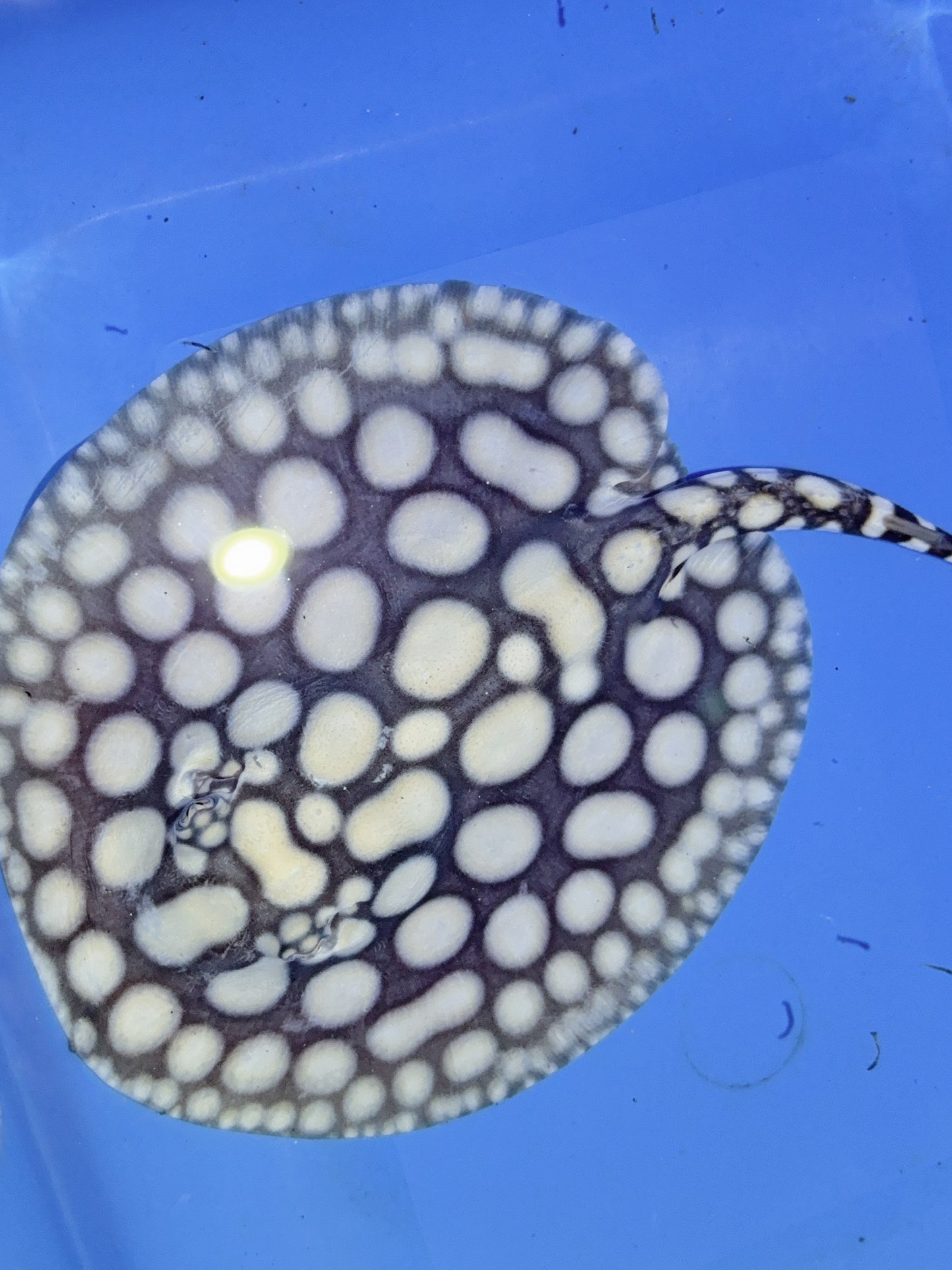 Freshwater Stingray NanShen/Male God Black Diamond Male