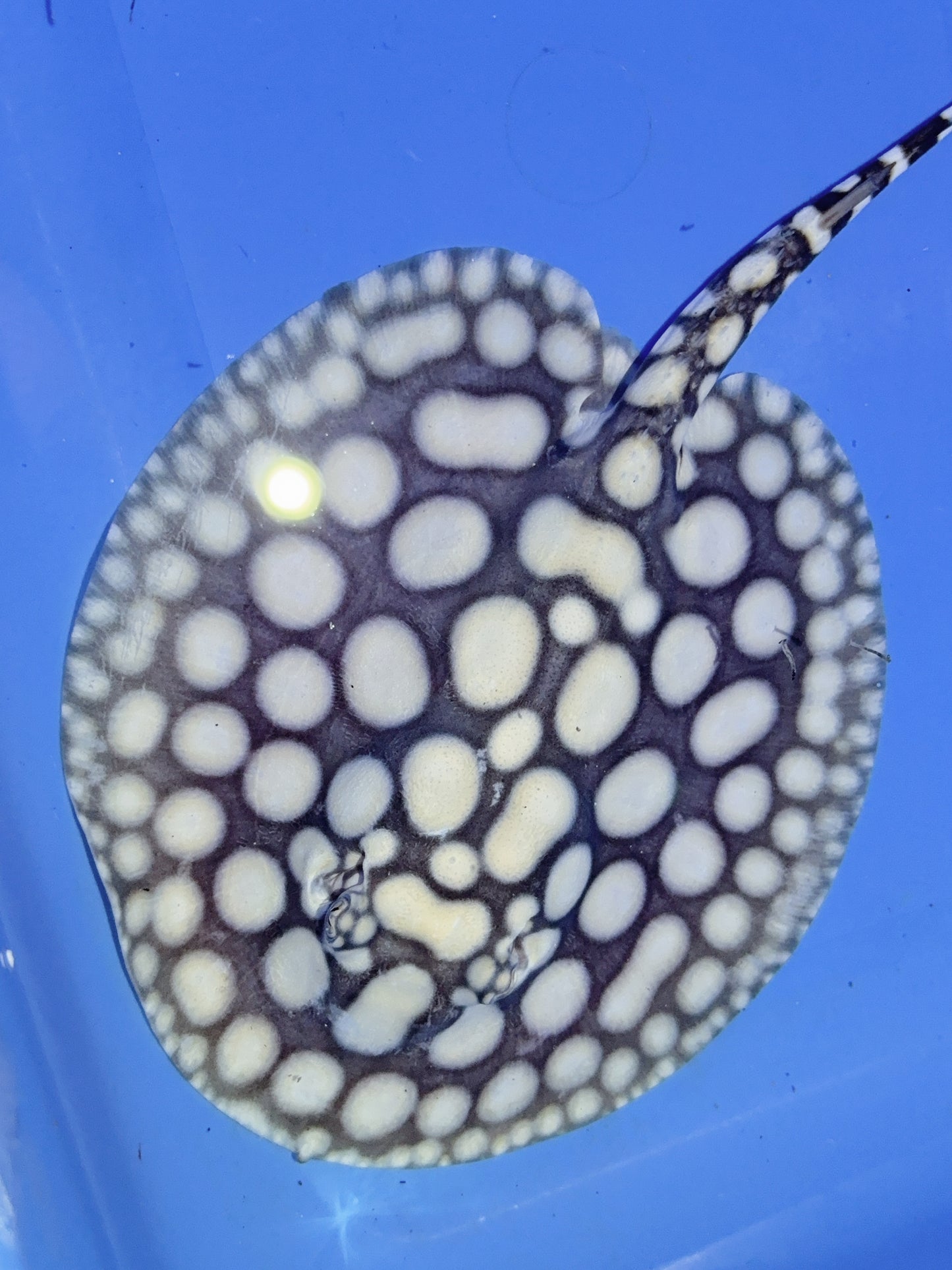 Freshwater Stingray NanShen/Male God Black Diamond Male