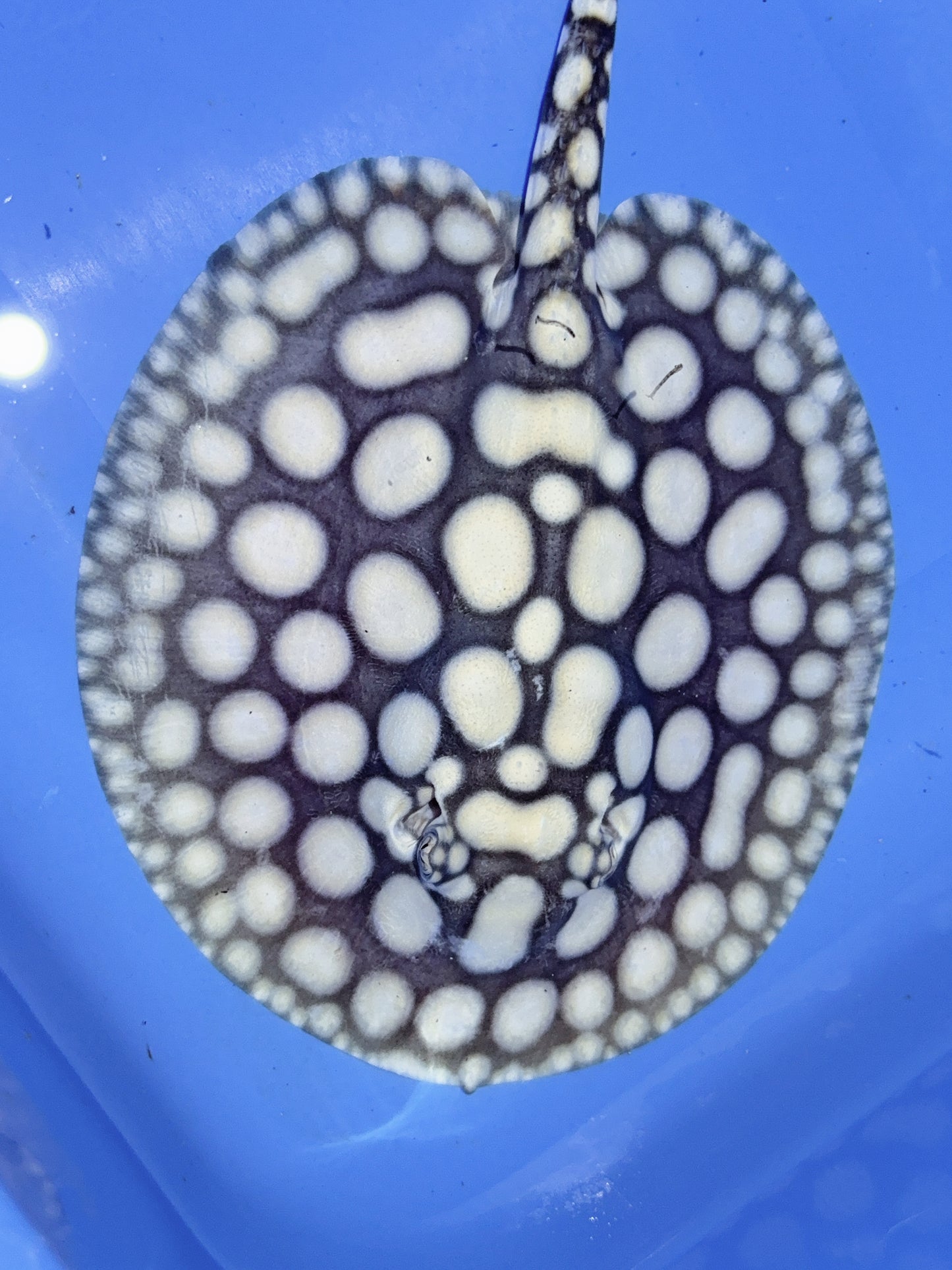 Freshwater Stingray NanShen/Male God Black Diamond Male