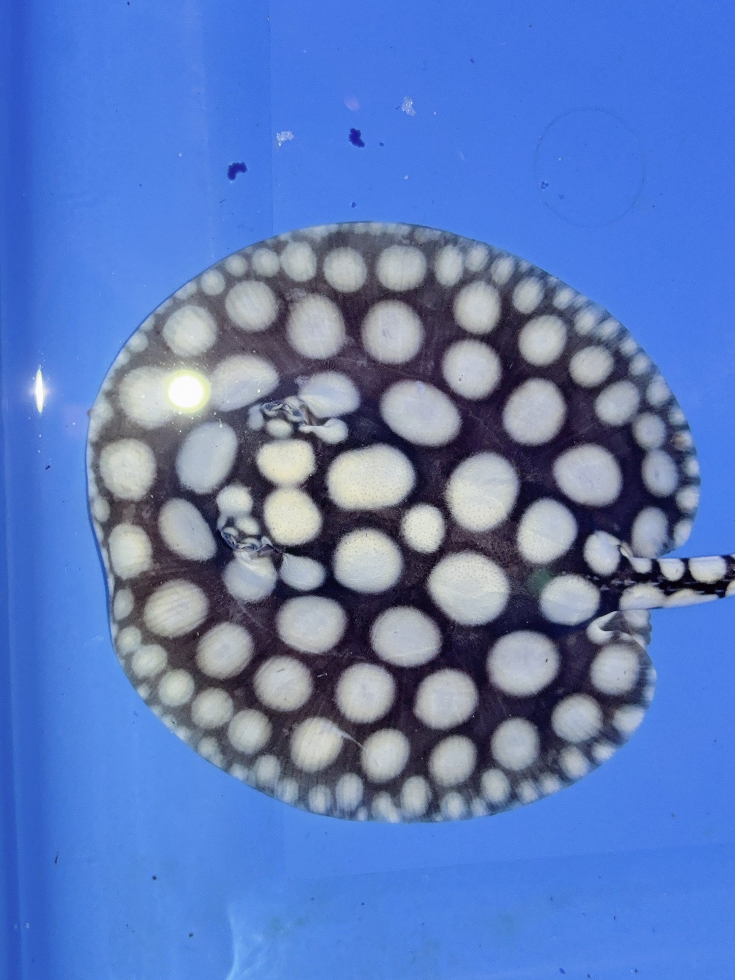 Freshwater Stingray NanShen/Male God Black Diamond Male