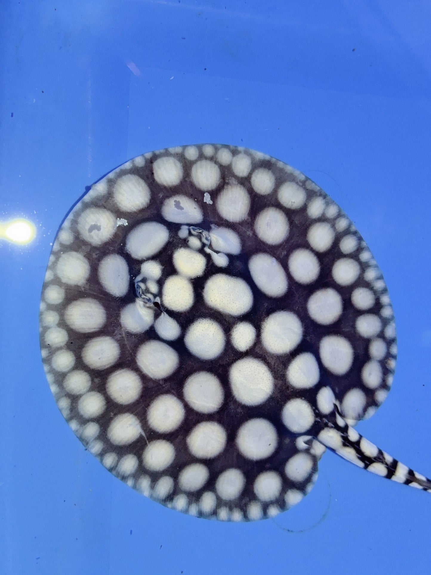 Freshwater Stingray NanShen/Male God Black Diamond Male