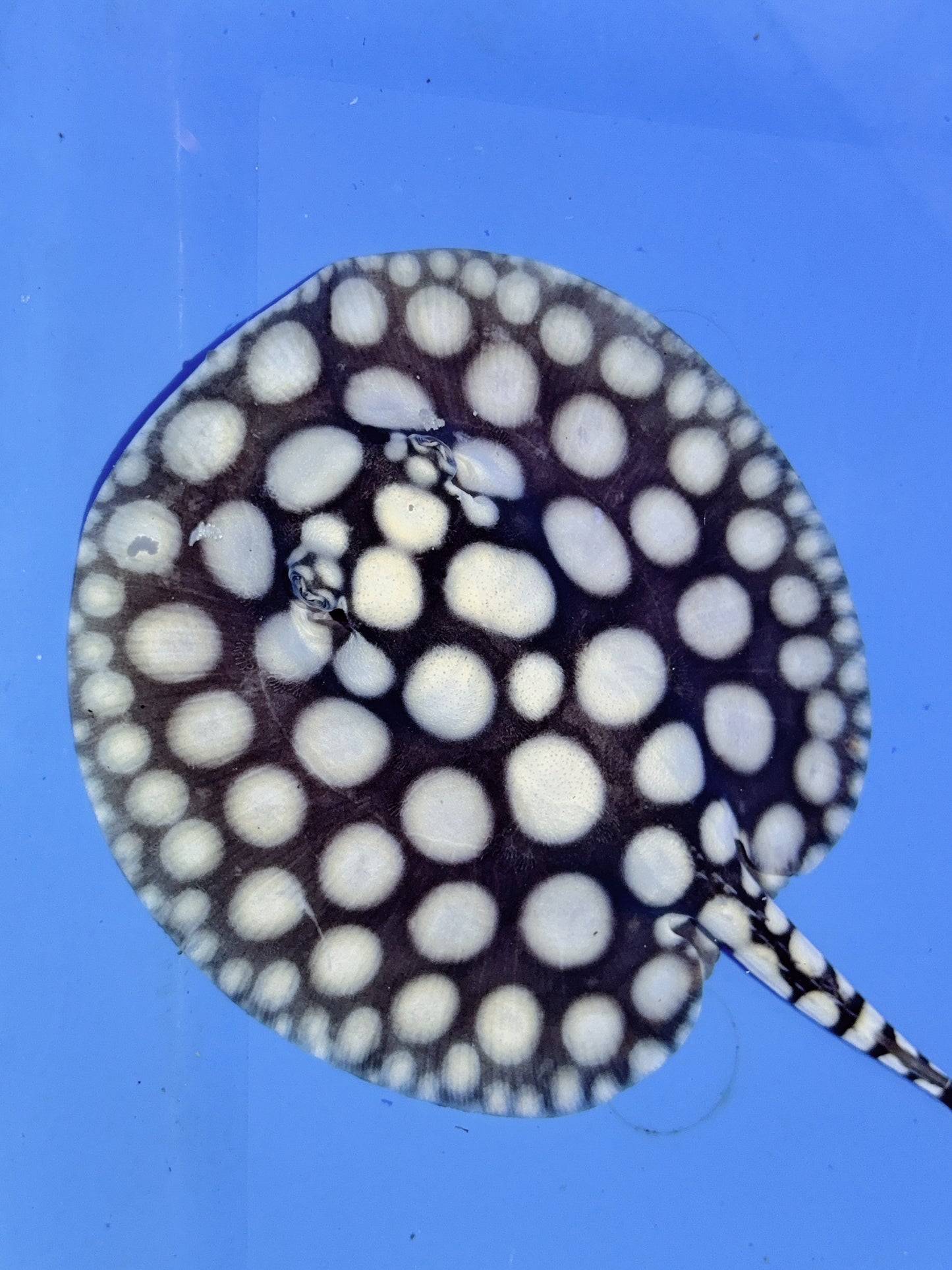 Freshwater Stingray NanShen/Male God Black Diamond Male