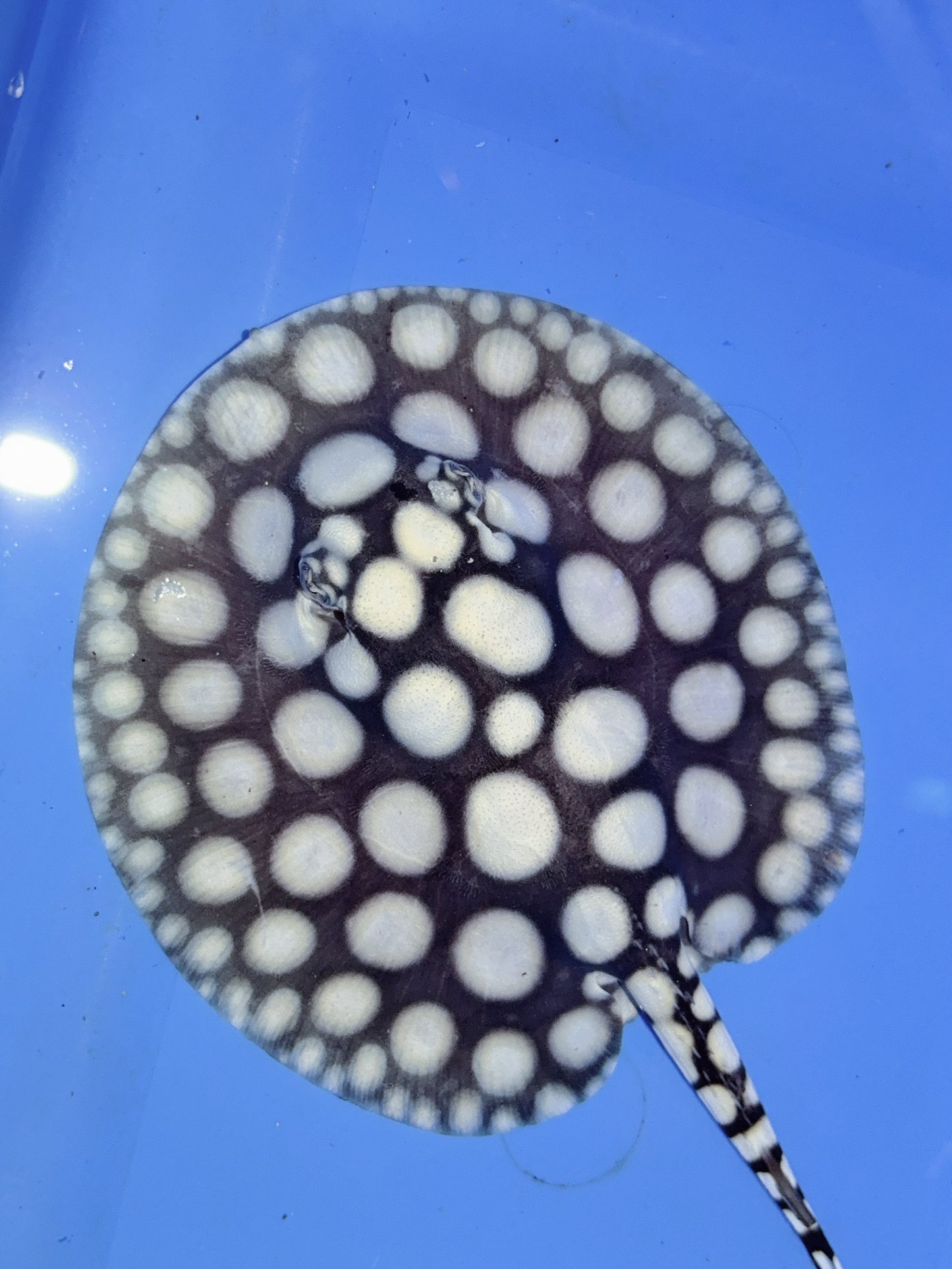 Freshwater Stingray NanShen/Male God Black Diamond Male