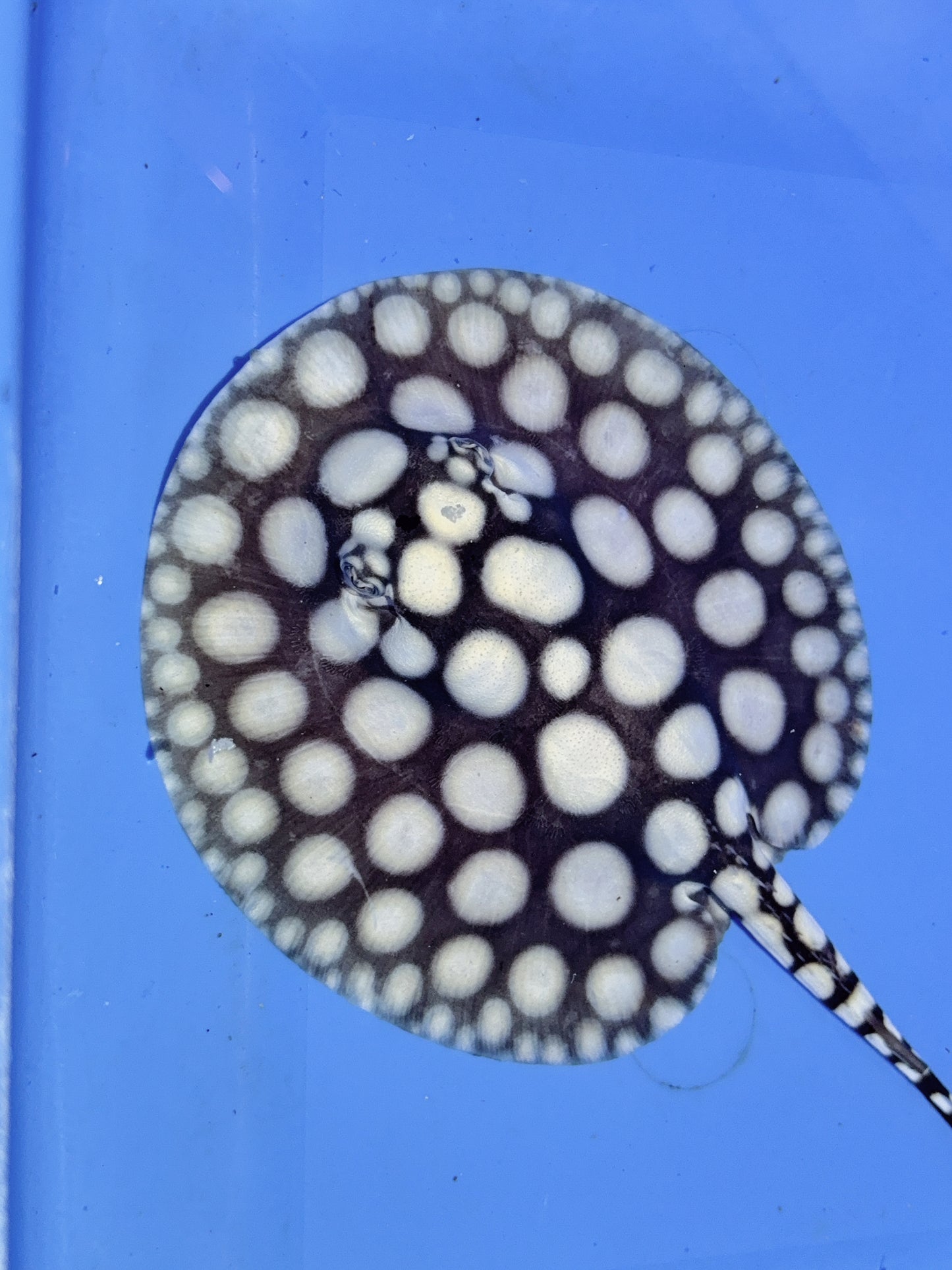 Freshwater Stingray NanShen/Male God Black Diamond Male