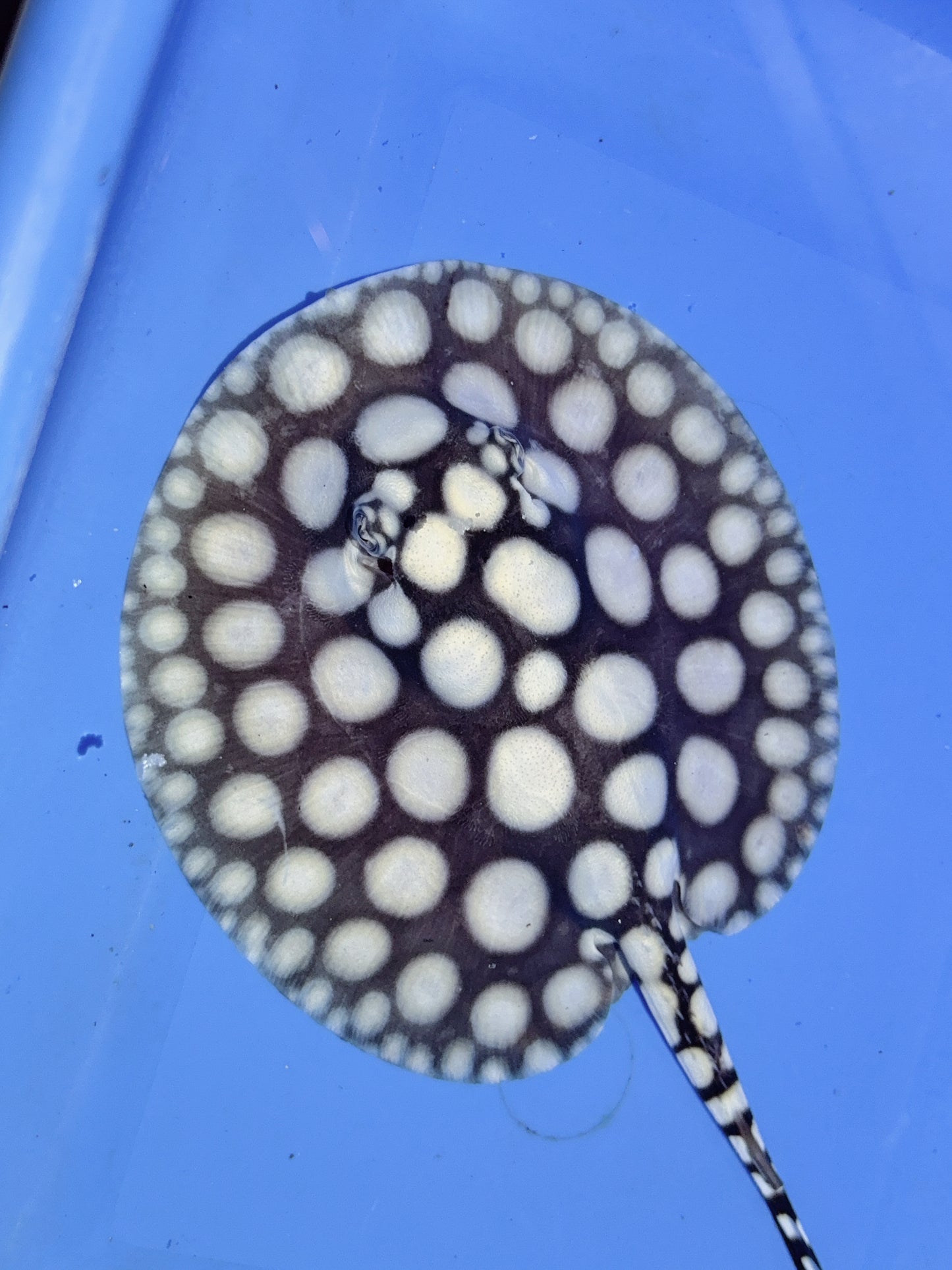 Freshwater Stingray NanShen/Male God Black Diamond Male